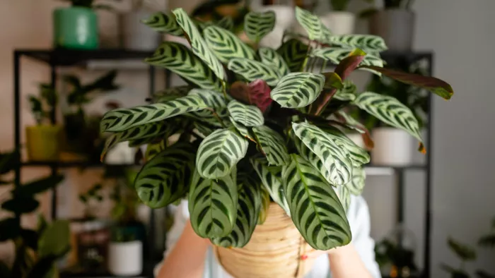 Low Maintenance Plants: कम देखभाल वाले खूबसूरत पौधे