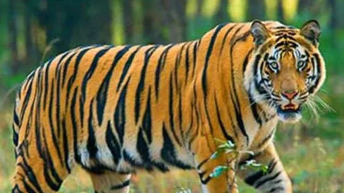उपयुक्त क्षेत्र की तलाश में ओडिशा पहुंचा रॉयल बंगाल टाइगर। (फाइल फोटो)