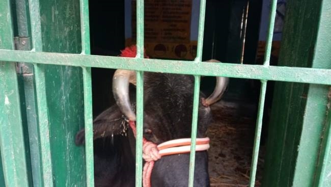 प्रावि ईश्वरीखेड़ा में कमरे का ताला तोड़ बंद किए मवेशी
