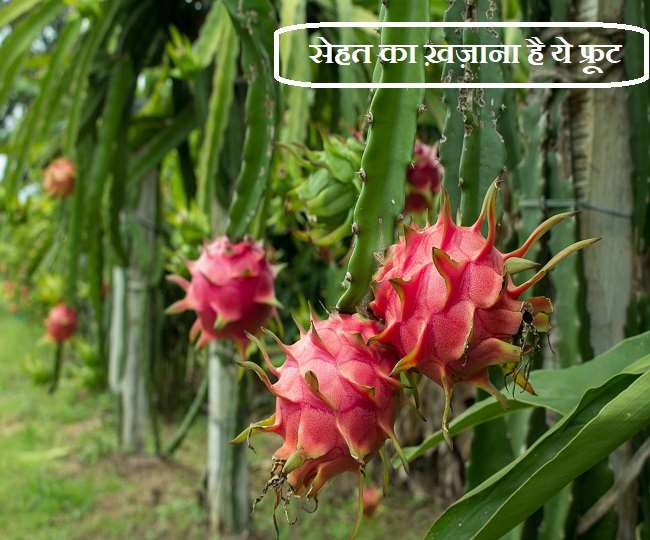 Benefits of Dragon Fruit इम्यूनिटी बढ़ाने के साथ ही कई बीमारियों का