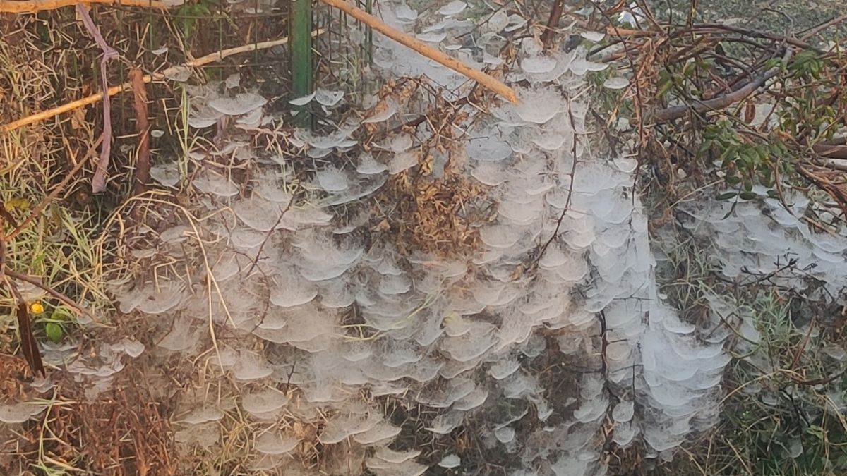 Kaithal में सुबह से छाई धुंध, कोहरे में 50 मीटर तक देख पाना भी हुआ