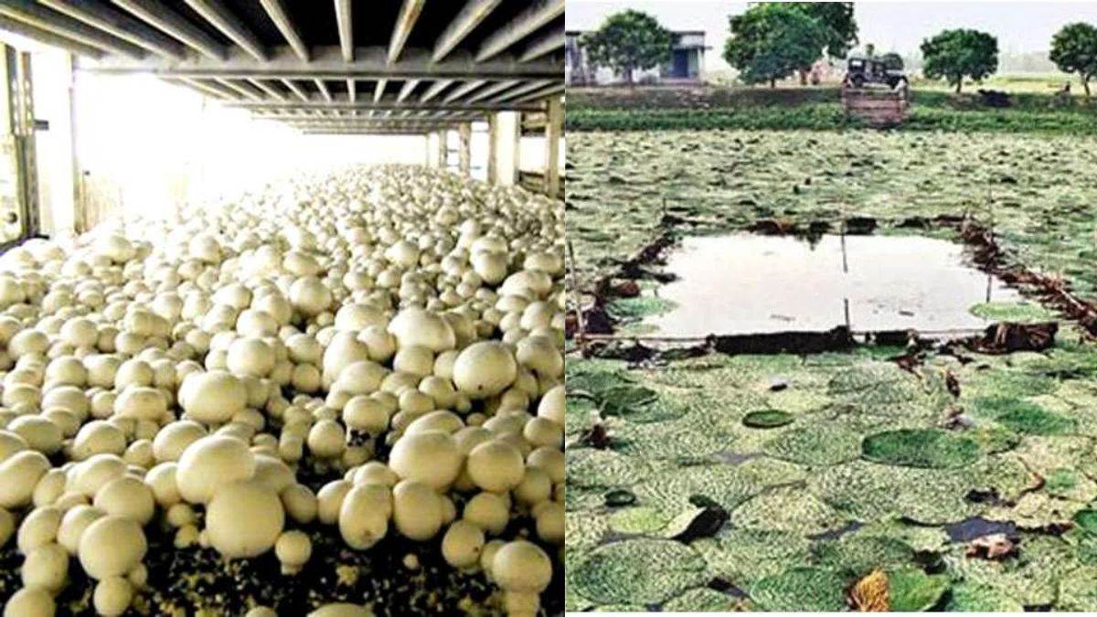 https://www.jagranimages.com/images/newimg/23122023/23_12_2023-makhana_and_mushroom_23611798_184417512.jpg