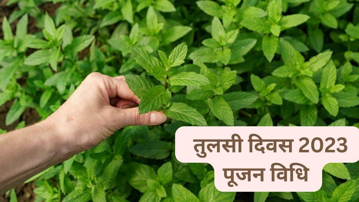 tulsi diwas 2023 pujan tulsi puja vidhi konw importance