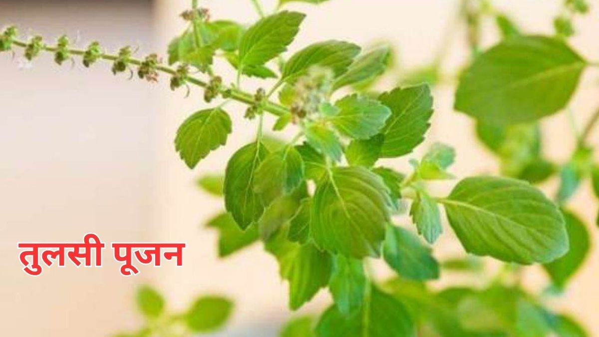 tulsi pujan diwas 2023 know the vastu tips related to tulsi plant today lord krishna will be pleased