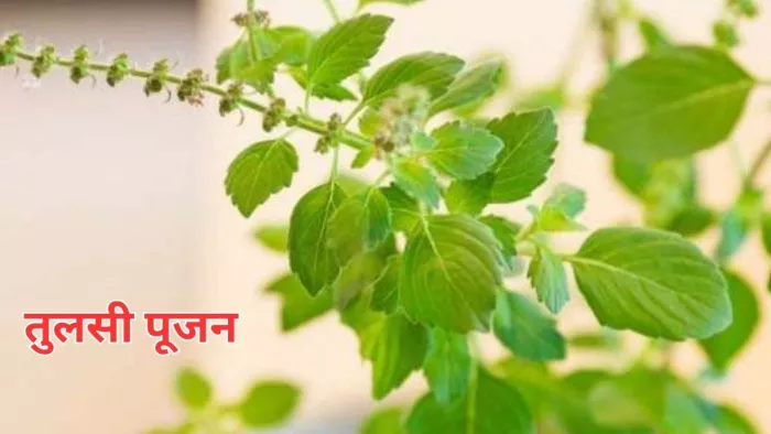 Tulsi Pujan Diwas 2023: तुलसी के पौधे से जुड़ी वास्तु टिप्स -