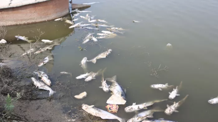 ब्लू बर्ड झील में सैकड़ों मछलियों की हुईं मौत।