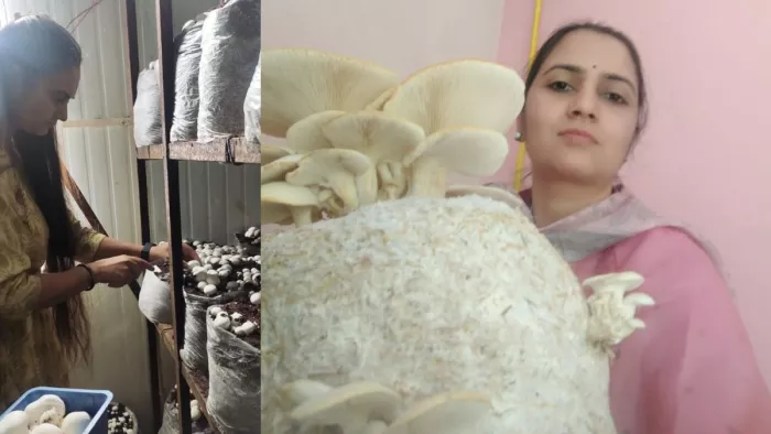 अपने फार्म में उगाए मशरूम दिखाती सोनिया दहिया। फोटो- जागरण