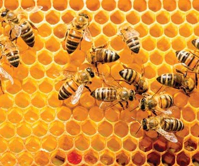 कम पूंजी में स्‍वरोजगार शुरू करना चाहते हैं तो मधुमक्‍खी पालन आपके लिए बेहतर विकल्‍प हो सकता है।