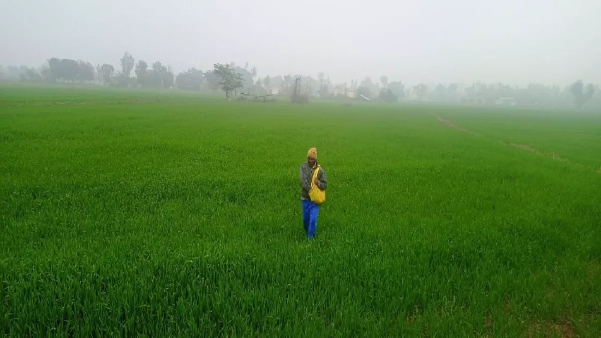 जम्मू-कश्मीर में मूसलाधार बारिश हो रही है, ये बारिश फसलों के लिए ये वरदान साबित हो रही है