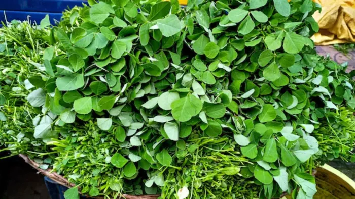 Methi Leaves Benefits: मेथी के पत्तों के सेवन से मिलते हैं ये हैरान करने वाले फायदे