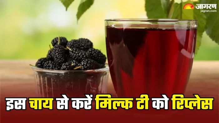 Black Mulberry Tea पीने से मिलेंगे फायदे अनेक (Picture Credit- Freepik)