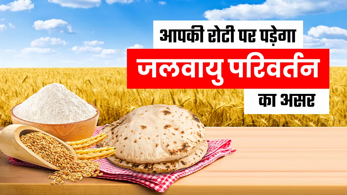 मौसम में बदलाव से गेहूं-धान की पैदावार प्रभावित, विशेषज्ञों के अनुसार जल्द बुवाई से हो सकता है फायदा