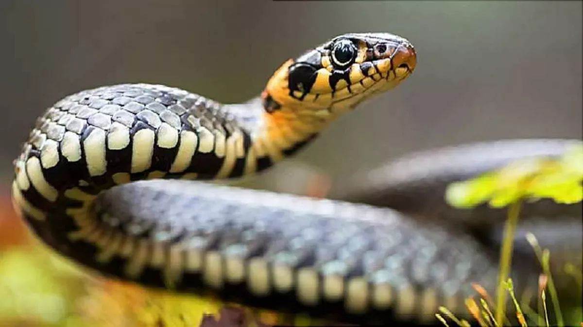 chhattisgarh to become a millionaire grandson took his granny life by getting her bitten by a snake