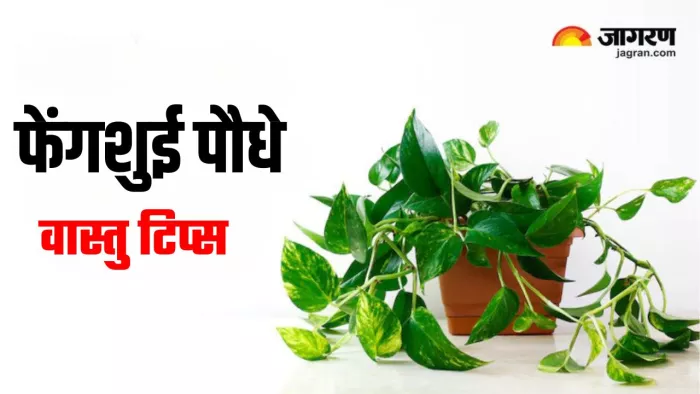 Feng Shui Plants: वास्तु दोष दूर करने के लिए करें ये उपाय
