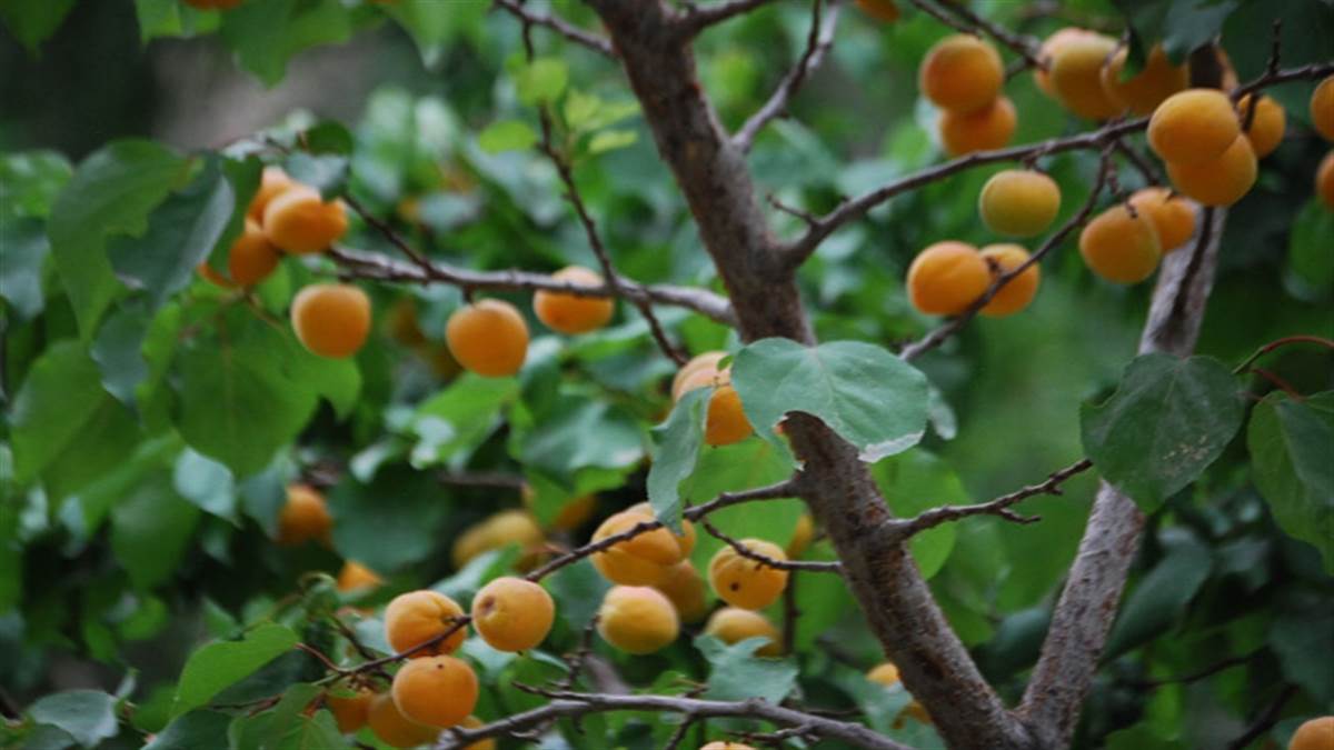 लद्दाख के लोगों की आय का प्रमुख स्रोत है खुबानी
