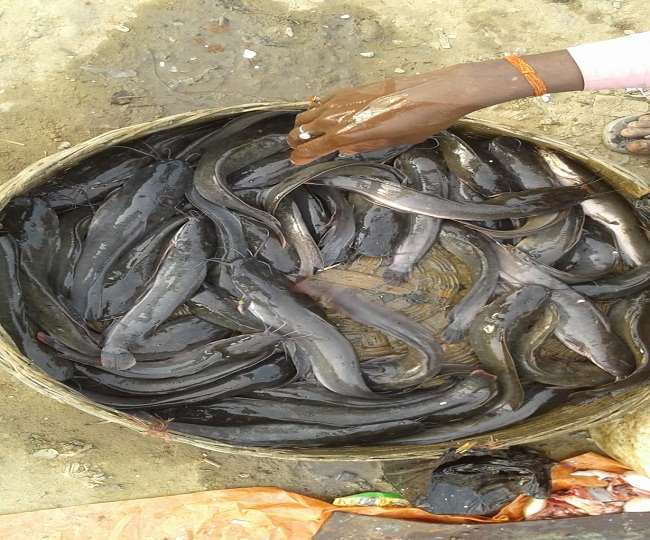 ताजे पानी की हर तीसरी मछली पर विलुप्त होने का खतरा
