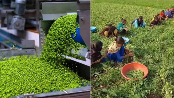 आराः बाजार में मटर का अपना ब्रांड लाने की तैयारी में अन्नदाता। (जागरण फोटो)