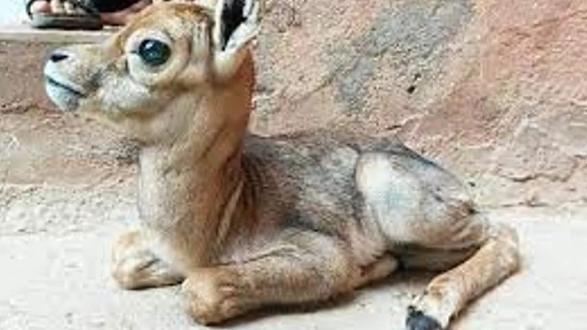 Sonbhadra News: पानी की तलाश में भटक कर गांव पहुंचा हिरण का बच्चा, कुत्तों ने हमला कर किया घायल; हुई मौत