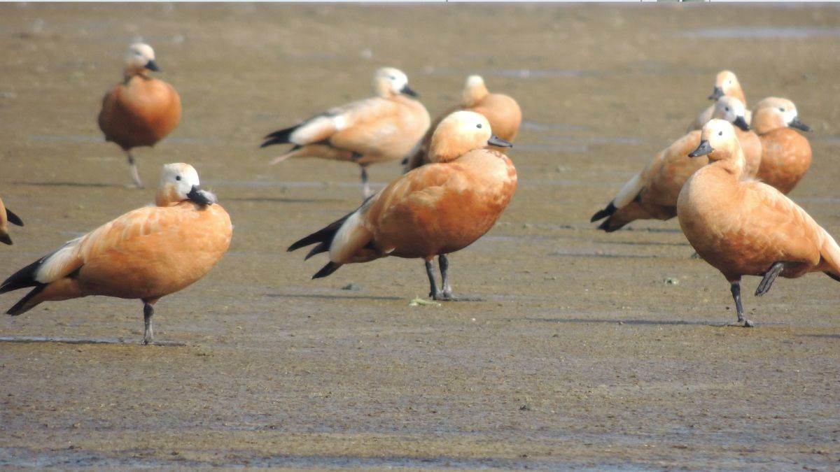 https://www.jagranimages.com/images/newimg/24032024/24_03_2024-surkhab_bird_23681764_41437109.jpg