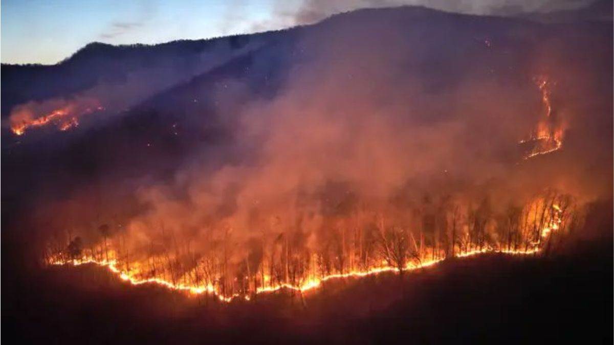 https://www.jagranimages.com/images/newimg/24032025/24_03_2025-carolina_wildfire_23904928.jpg