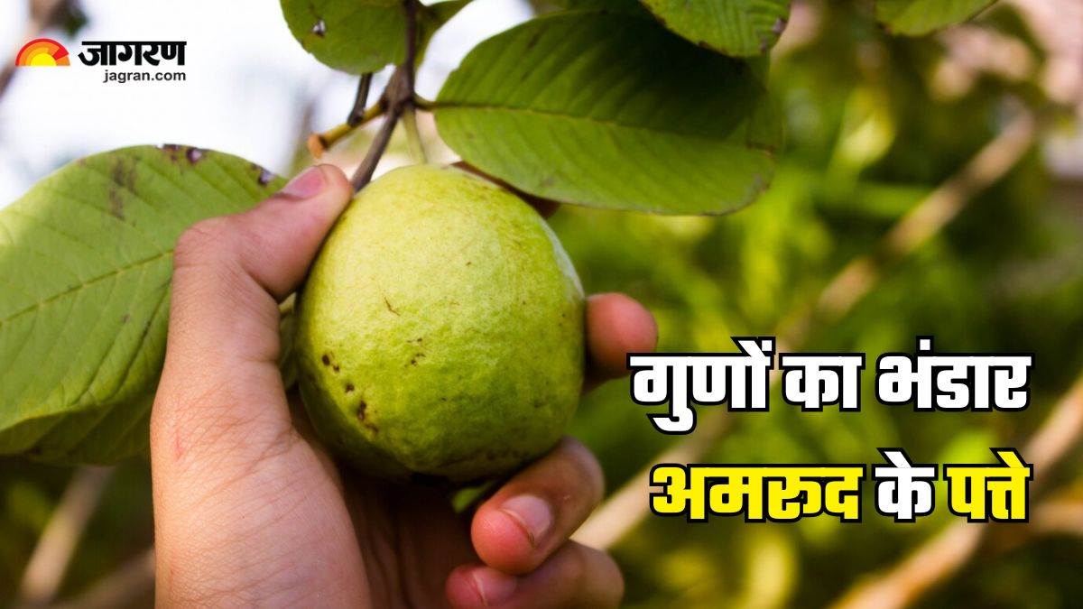 https://www.jagranimages.com/images/newimg/24032025/24_03_2025-guava_leaves_23904826.jpg