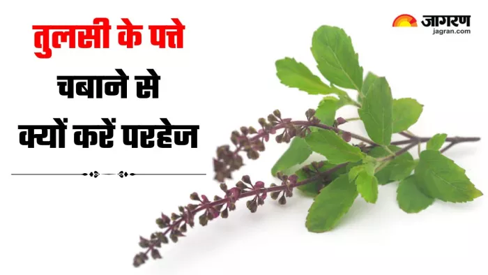 कभी सोचा है कि तुलसी के पत्ते चबाने से क्यों किया जाता है परहेज? (Image Source: Freepik)