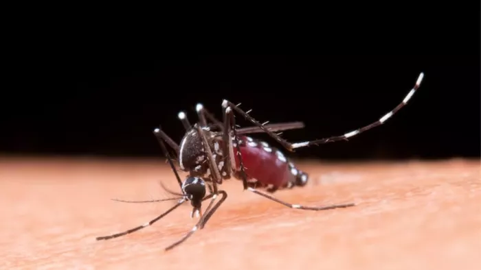 World Malaria Day 2023: मलेरिया के मरीजों की डाइट में करें ये बदलाव, जल्दी ठीक होने में मिलेगी मदद