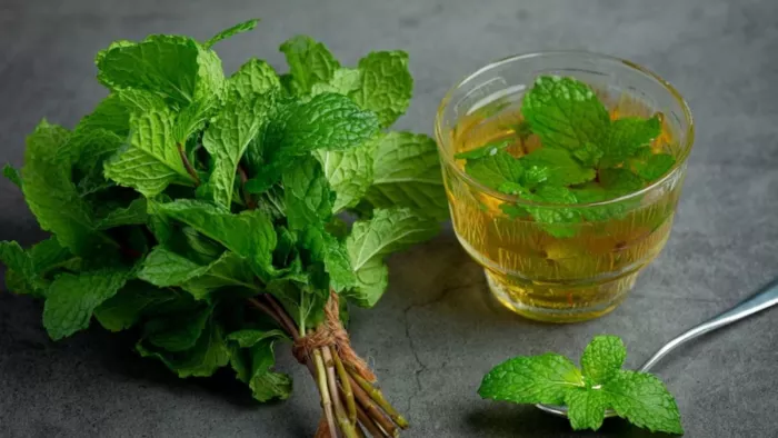 Mint Benefits: गर्मियों में सेहत के लिए वरदान है पुदीना