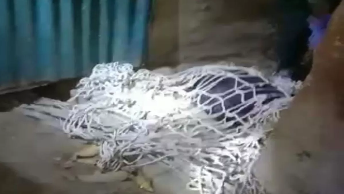 वन विभाग के द्वारा रेसक्यू किया गया तेंदुआ ,सौ वन विभाग
