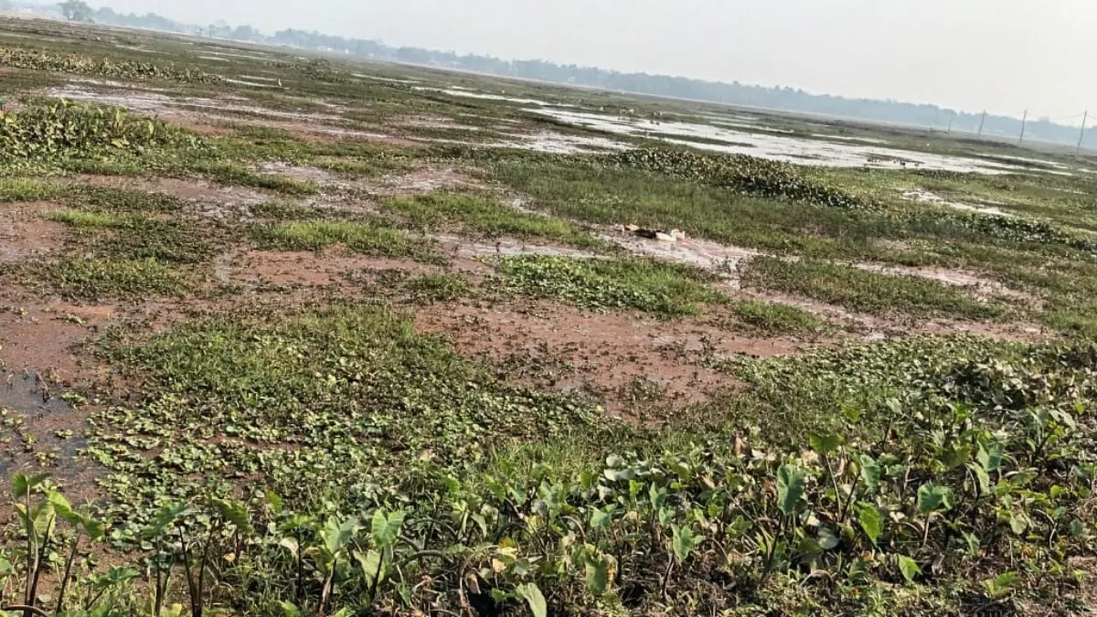 Bihar Land News- बंजर हो रही हजारों एकड़ जमीन, नहीं हो रहा सीपेज का निदान; किसान परेशान