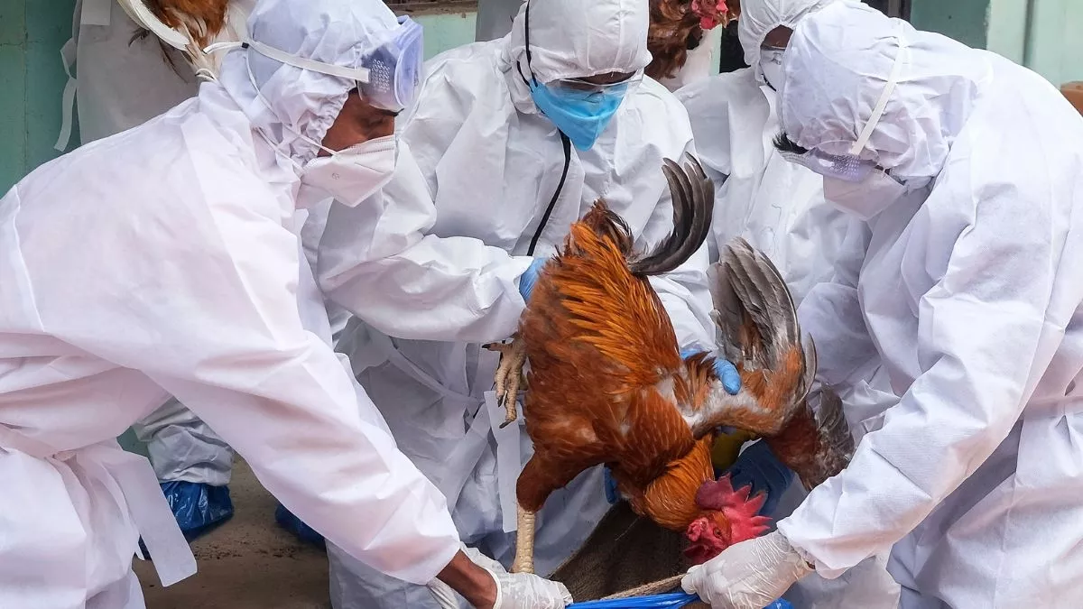 Bird Flu Virus - रांची में बर्ड फ्लू की पुष्टि, विभाग अलर्ट; इस इलाके में कई गतिविधियों पर लगी रोक