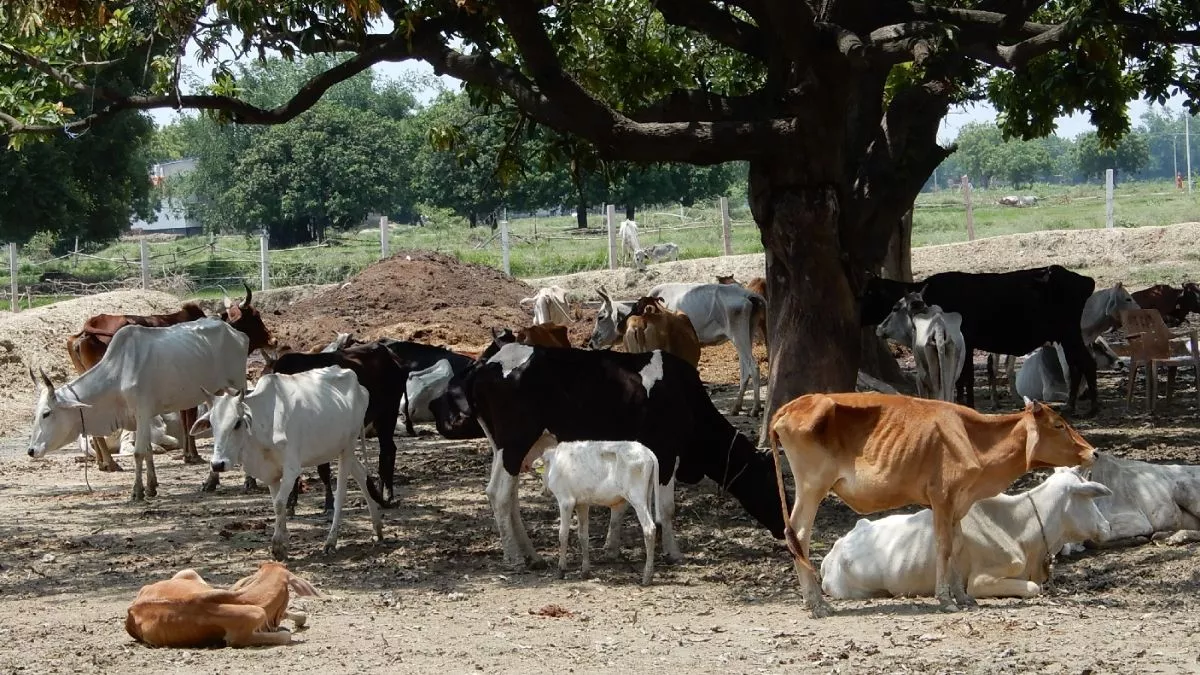 Heatwave in UP: देखभाल में बरतें सावधानी, बढ़ती गर्मी से हीट स्ट्रोक की जद में आएंगे मवेशी; दुग्ध उत्पादन पर भी पड़ेगा असर