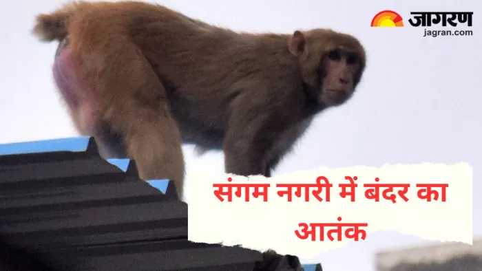 प्रयागराज में बंदर के आतंक से परेशान लोग।