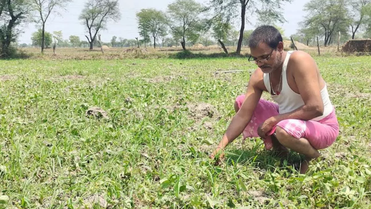 धमतरीः जल संकट से सीखा सबक, 250 किसानों ने नहीं लगाई धान की फसल