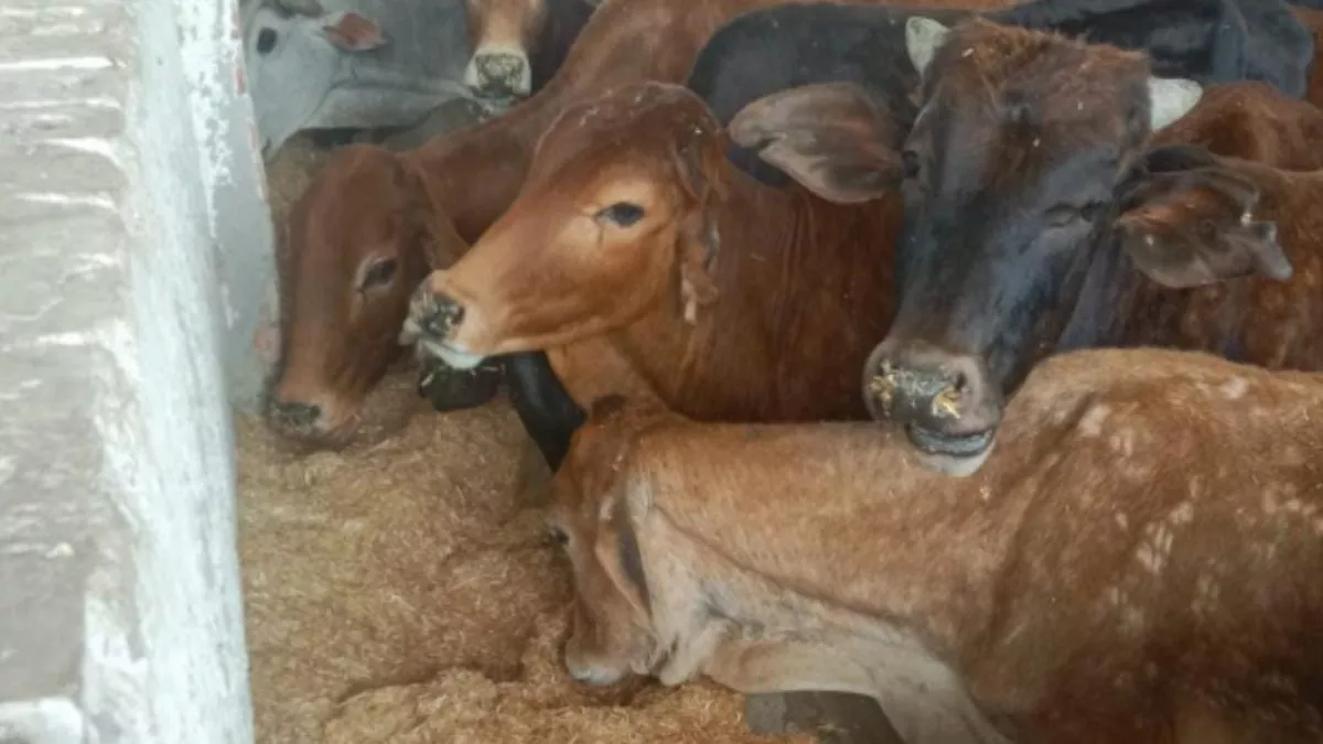 Sonipat News: नया भूसा खाने से गोवंशों की तबीयत बिगड़ी, 15 दिन में 6 की मौत