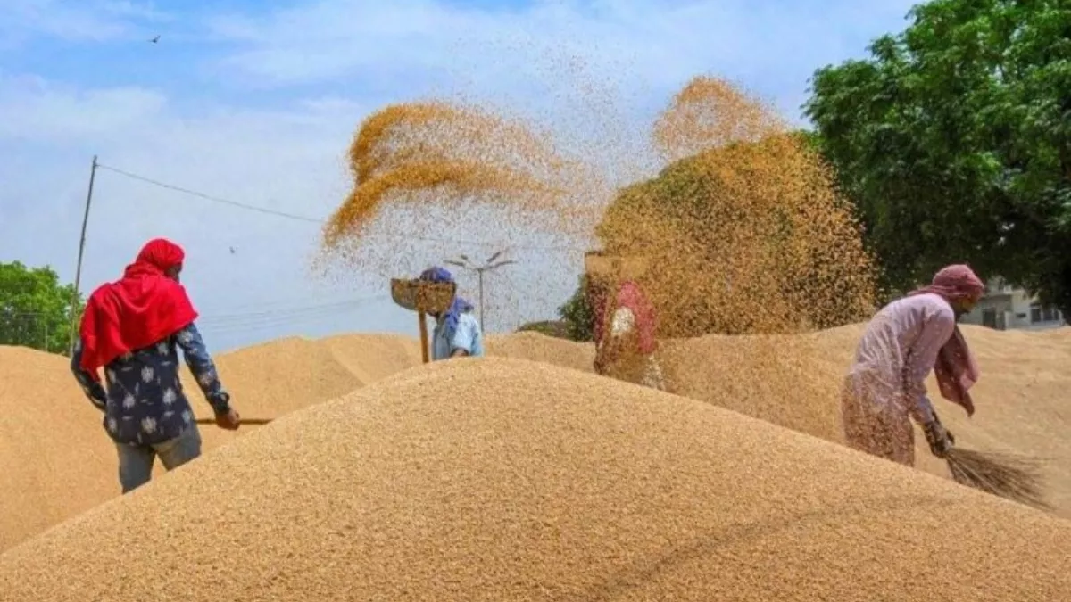 Wheat Price- बाजार में गेहूं का भाव ज्यादा, सरकारी क्रय में रुचि नहीं ले रहे किसान