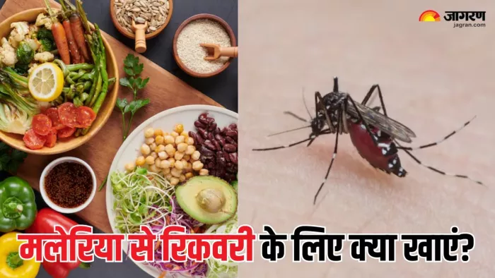 Malaria Recovery Diet: मलेरिया से रिकवरी के लिए कैसी होनी चाहिए डाइट? (Picture Courtesy: Freepik)