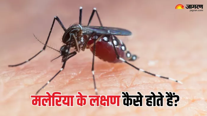 World Malaria Day 2025: मलेरिया और डेंगू के लक्षणों में आप तो नहीं हो जाते कन्फ्यूज? (Picture Courtesy: Freepik)