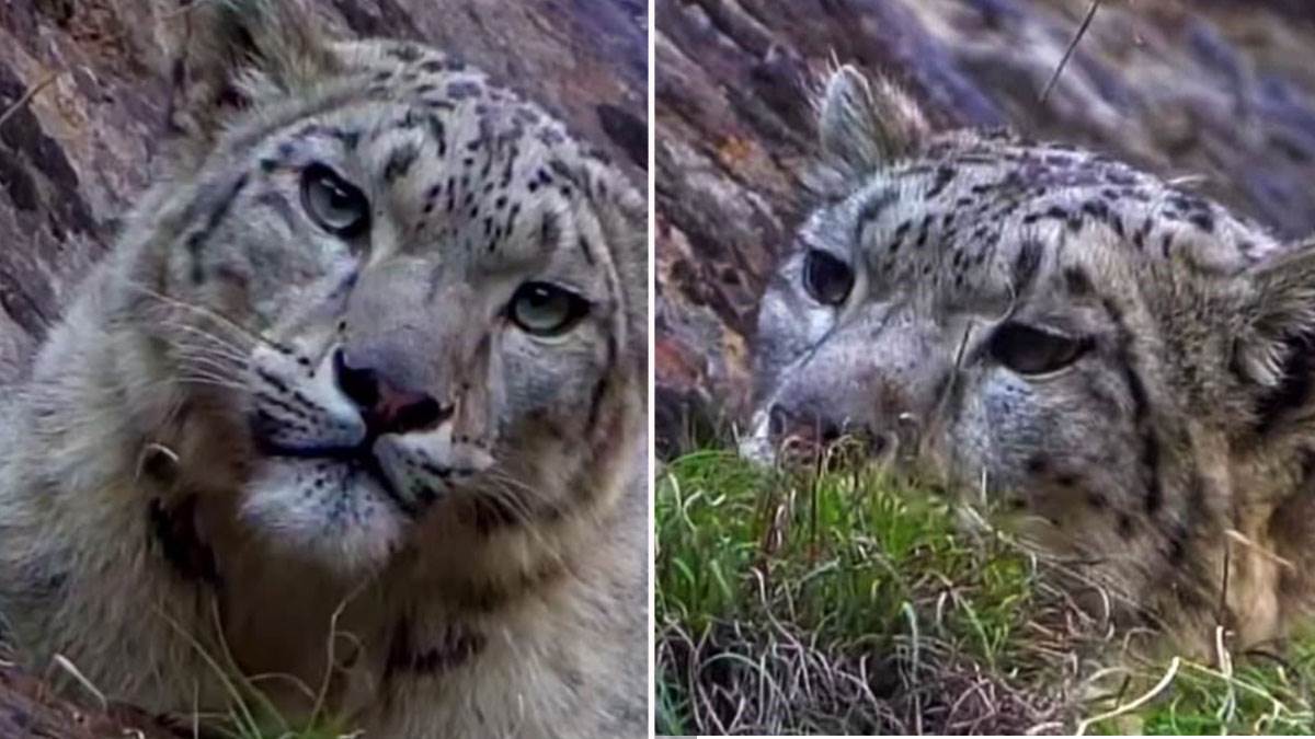 https://www.jagranimages.com/images/newimg/24042025/24_04_2025-snow-leopard_23924807.jpg