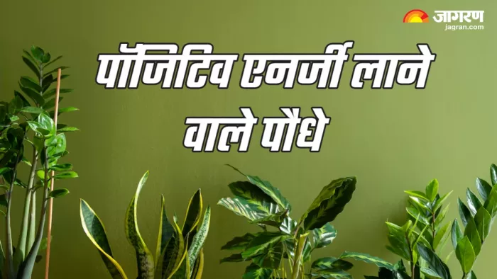 Vastu Tips for Plants (Picture Credit: Freepik)
