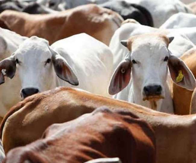 https://www.jagranimages.com/images/newimg/24052021/24_05_2021-indian_cow_21674133.jpg