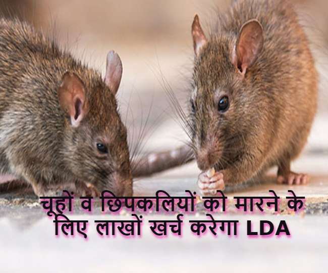 Lucknow Development Authority will spent lacs to kill rats and lizards to  save old file