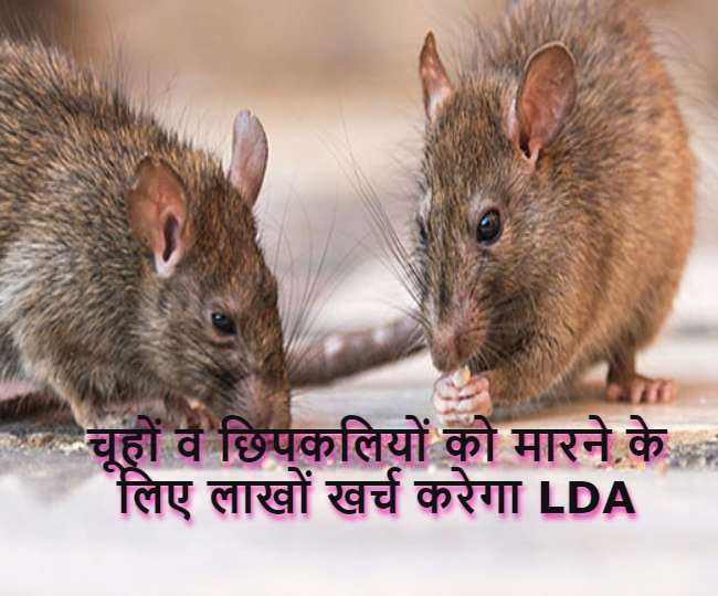 Lucknow Development Authority will spent lacs to kill rats and lizards to save old file