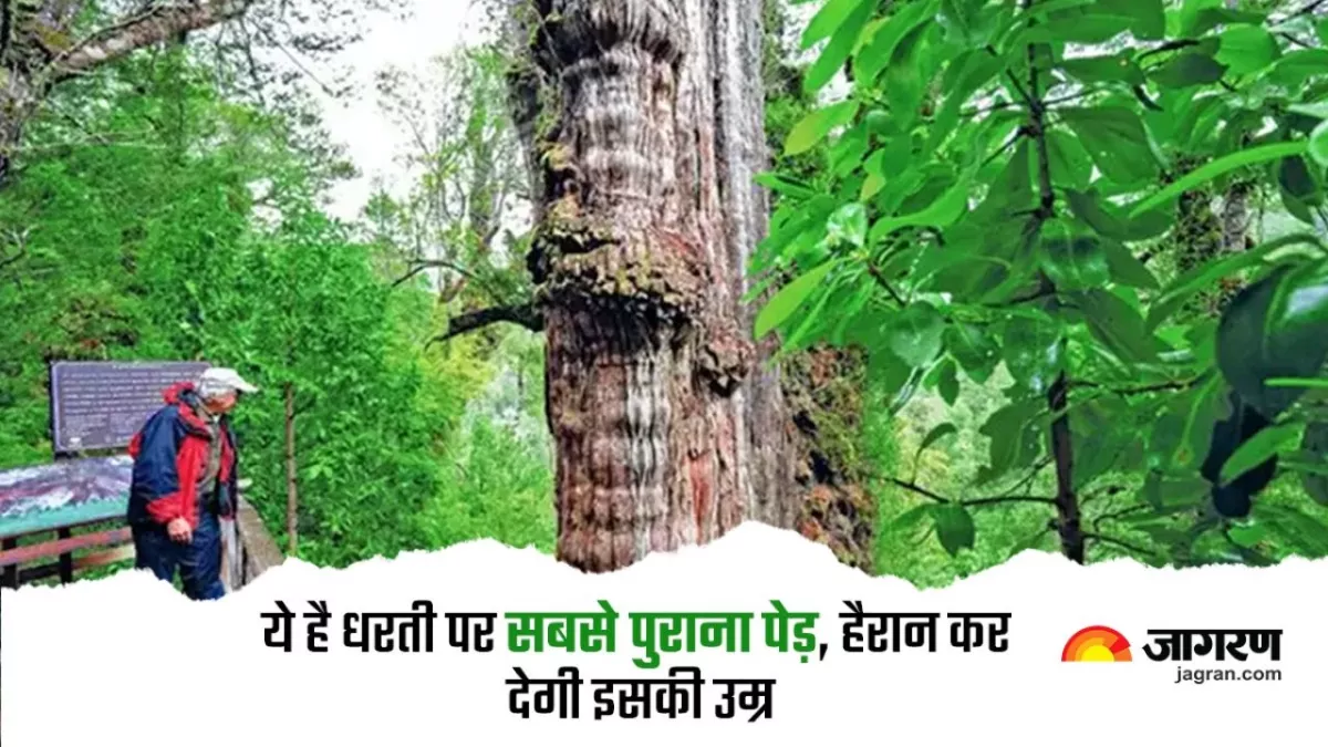 Great Grandfather Tree: धरती पर सबसे पुराने पेड़ का इतिहास है लाजवाब, हजारों वर्षों से कई घटनाओं का है गवाह