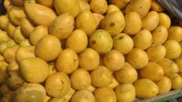 Mango Rais Mango: बेमौसम बारिश का आम की पैदावार पर असर, मिलेगा देर से स्वाद; खराब ...