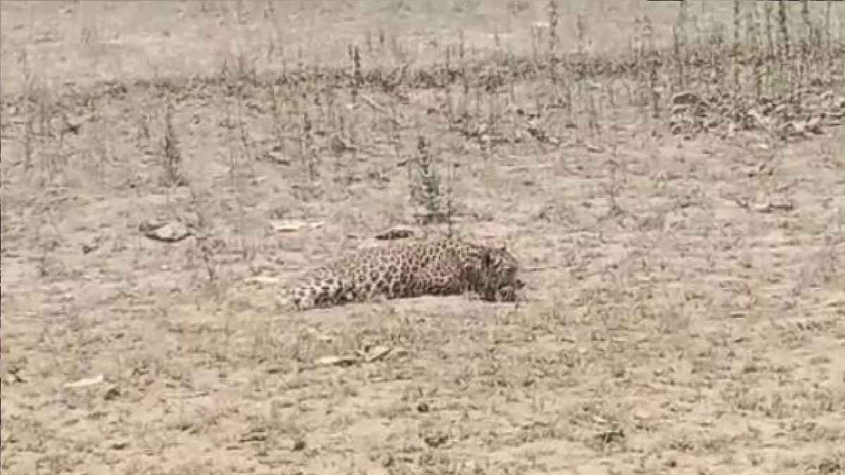 Leopard Attack: बलरामपुर के बसंतपुर में तेंदुए के हमले में तीन घायल, गांव में फैली दहशत,