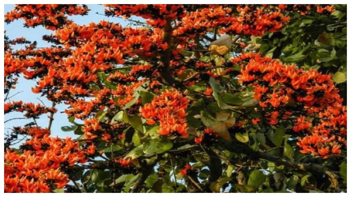 Palash Flower Remedies: हिंदू धर्म में क्या है पलाश के फूलों का महत्व, इन उपायों से कभी खाली नहीं होगी तिजोरी