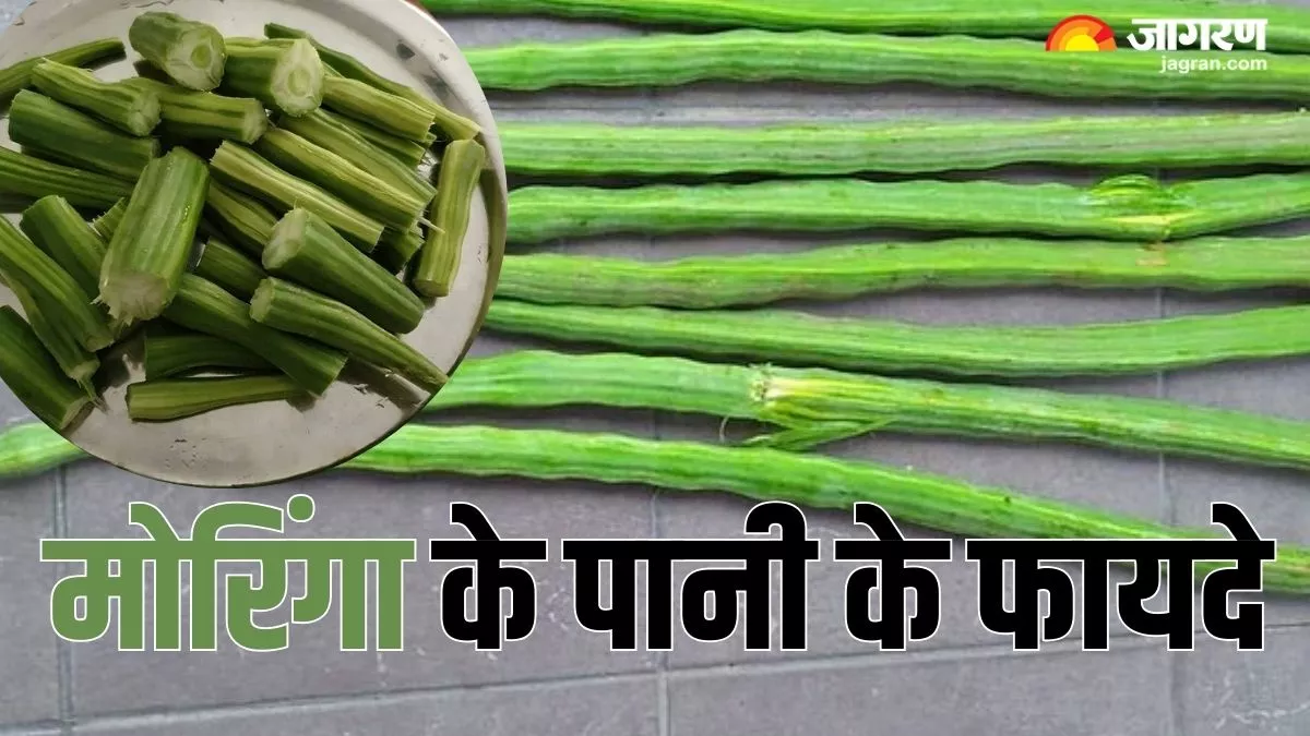 Moringa Water Benefits: कई बीमारियो की एक दवा है मोरिंगा, इसका पानी पीने से मिलती है इन 5 समस्याओं से राहत