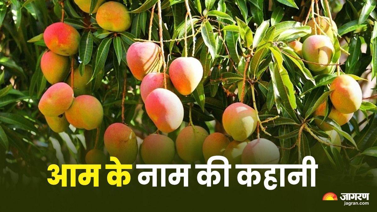 history and facts behind the various name of mango the fascinating stories behind mango species like langra and totapuri