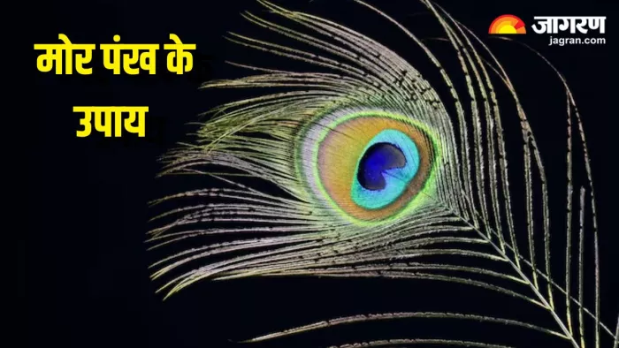 मोर पंख के उपाय (Pic Credit- Freepik)